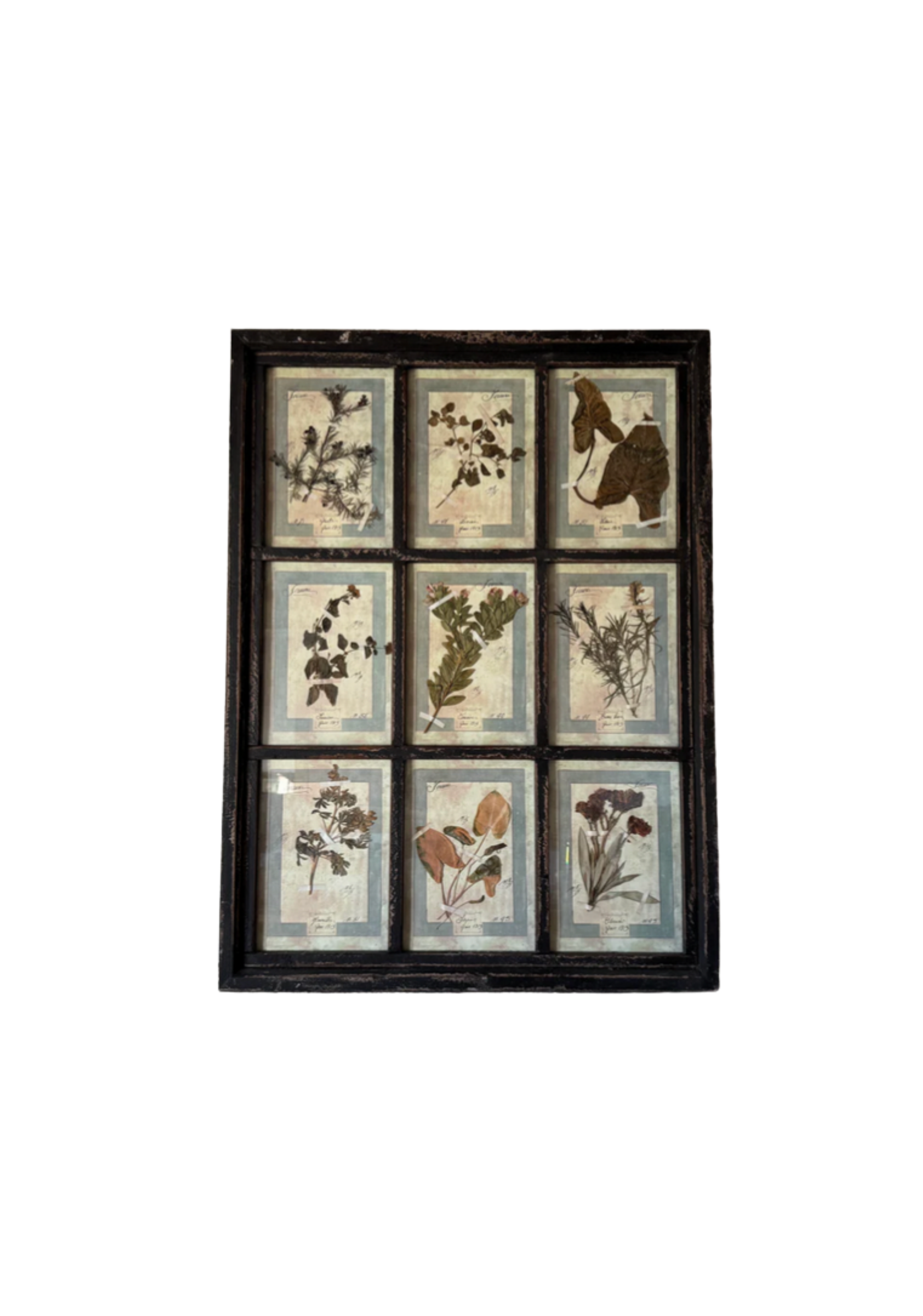 French Pressed Botanical Grouping in Distressed Frame