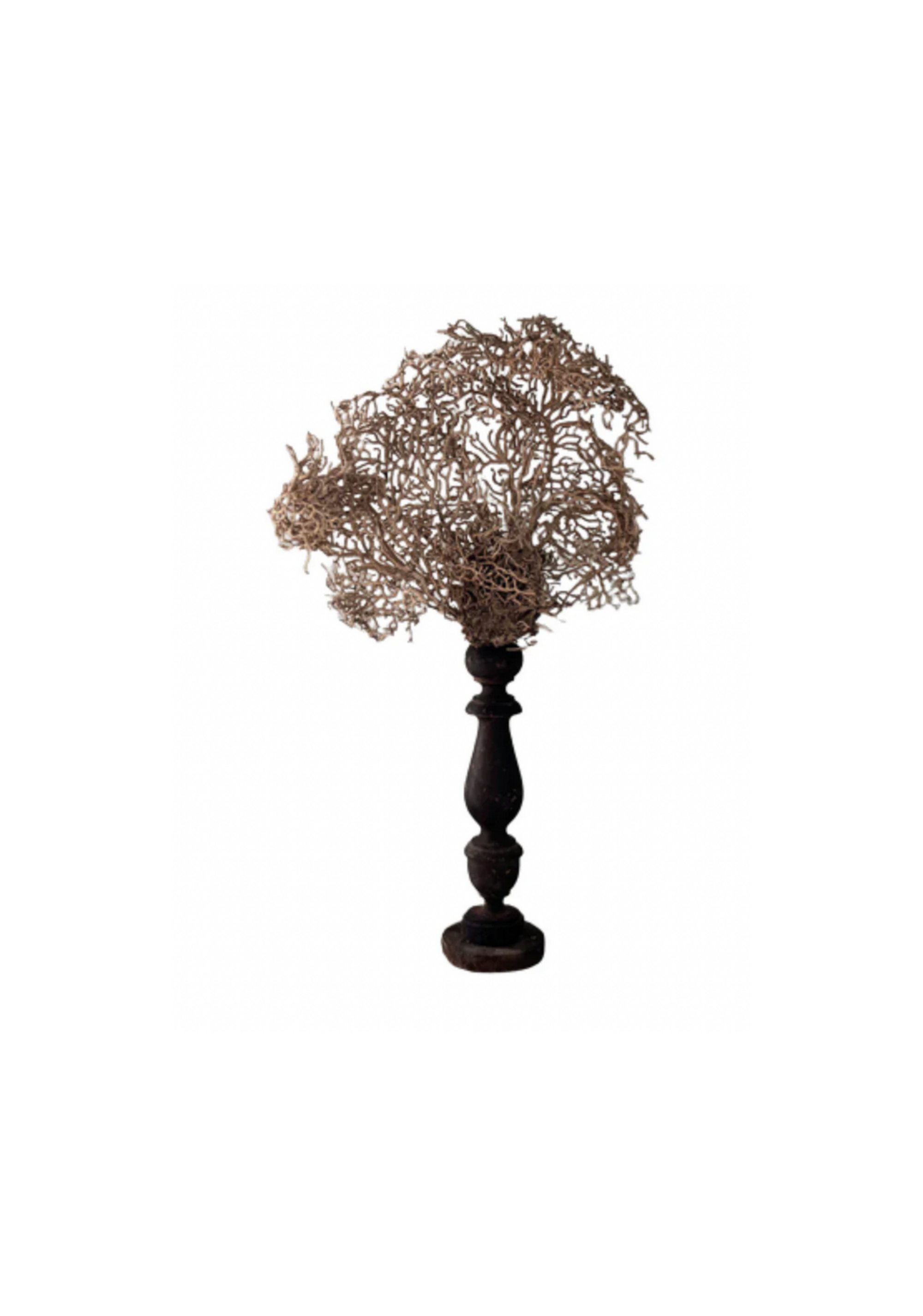 White Gorgonia Mounted on 19th C Candlestick