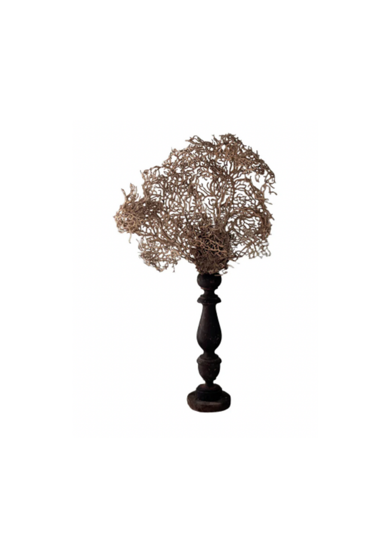 White Gorgonia Mounted on 19th C Candlestick