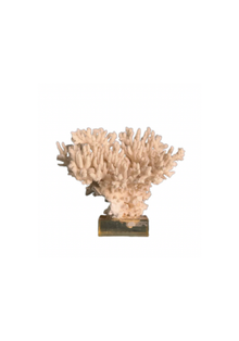 Coral Mounted on Plexiglass