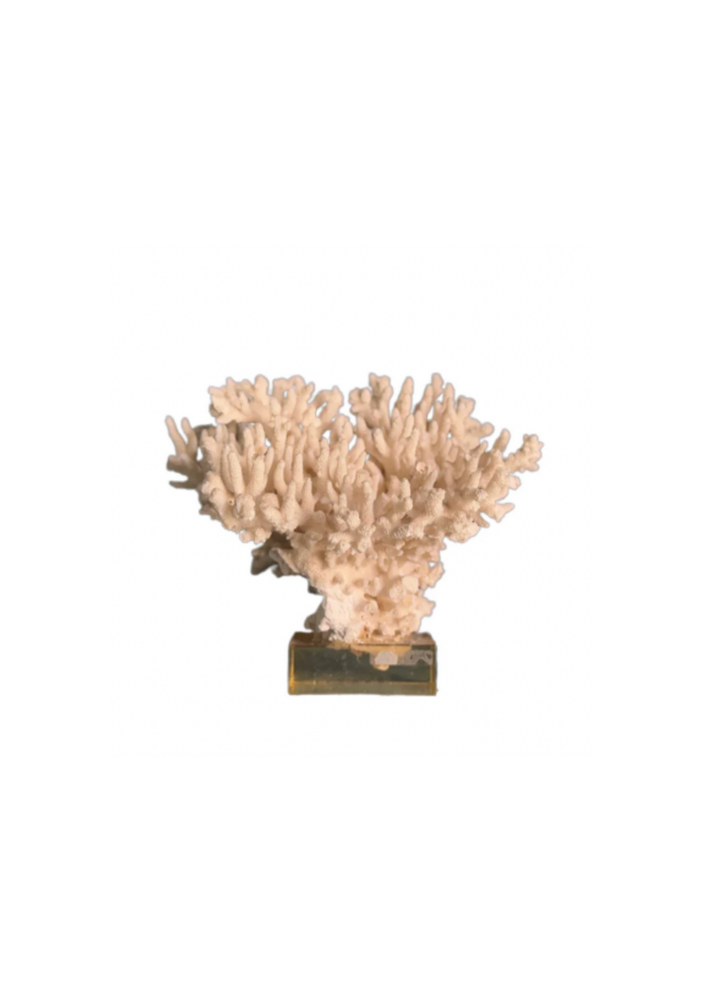 Coral Mounted on Plexiglass