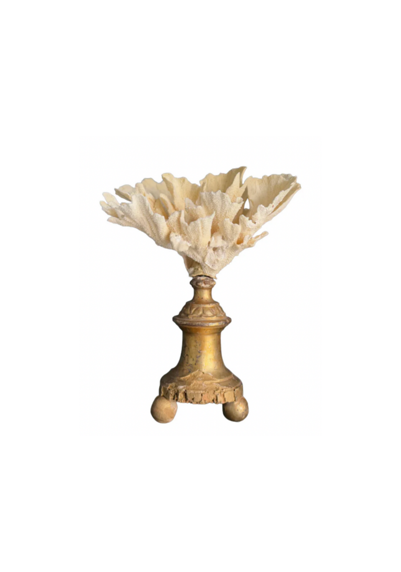 Coral Mounted on Antique Fragment