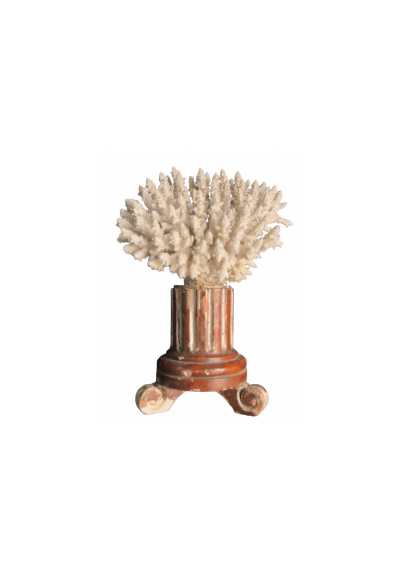 Coral Mounted on Antique Fragment