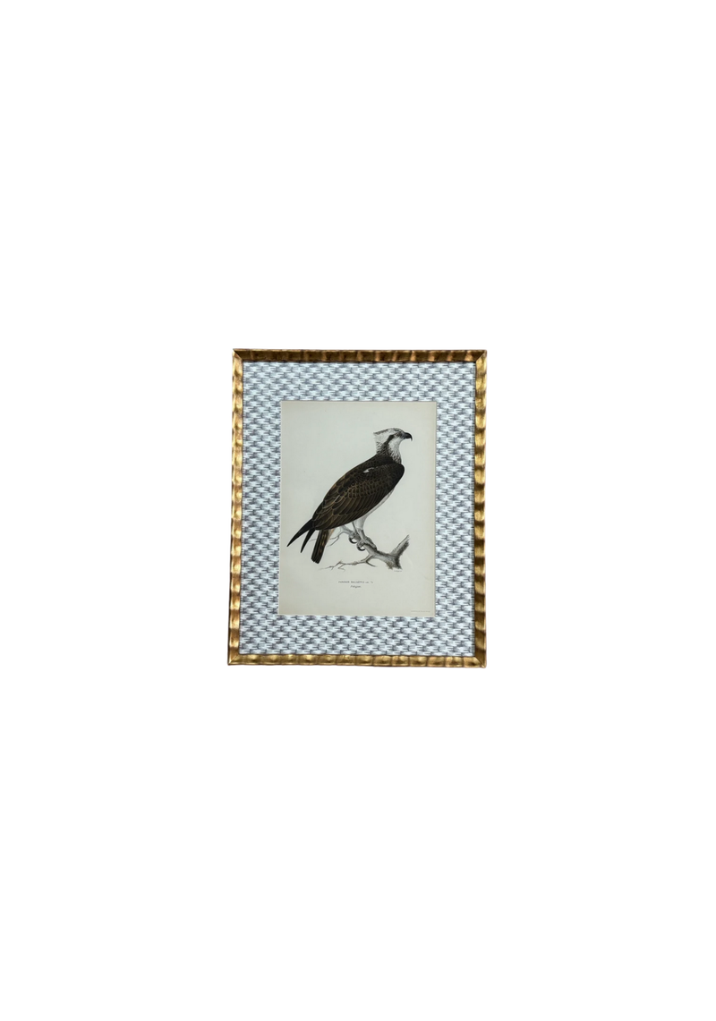 Antique Bird Print Matted on Wicker-Patterned Wallpaper