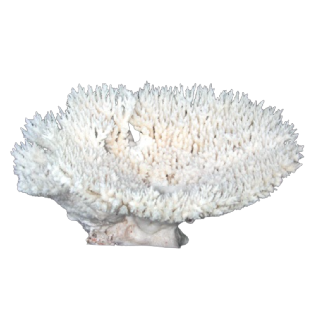 Table Coral 7-10"