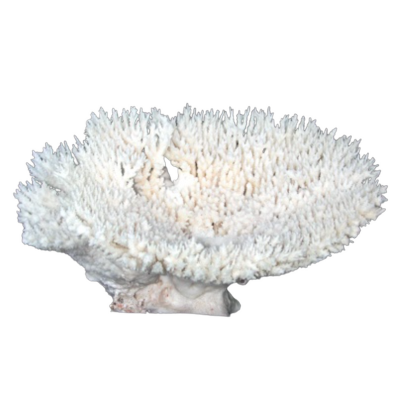 Table Coral 7-10"