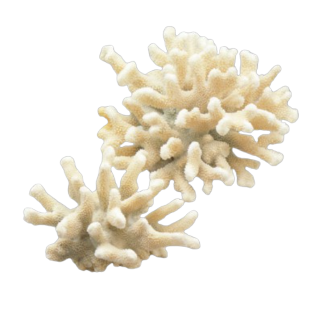 Elk Coral 5-7"