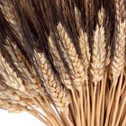 Hallie's Blackbeard Wheat Sheaf