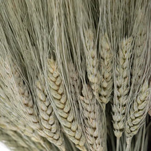 Annie's Green Wheat Sheaf