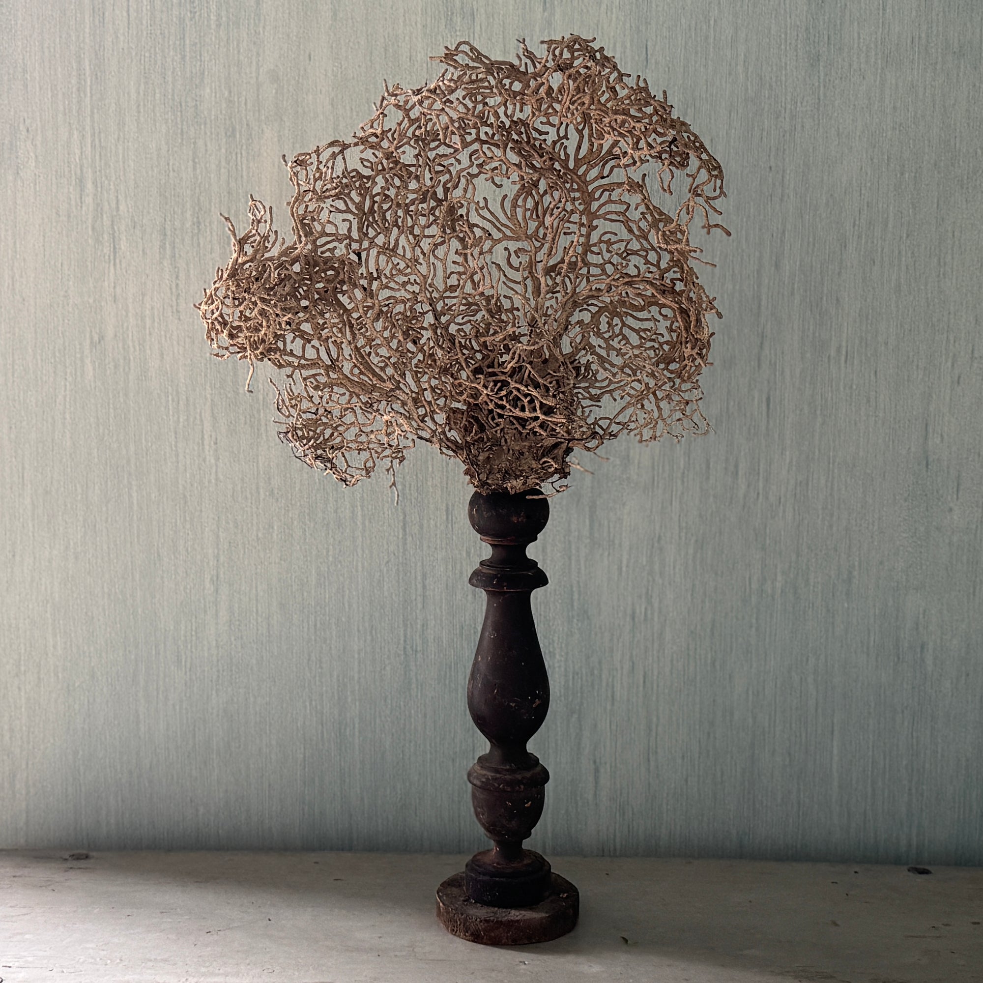 White Gorgonia Mounted on 19th C Candlestick