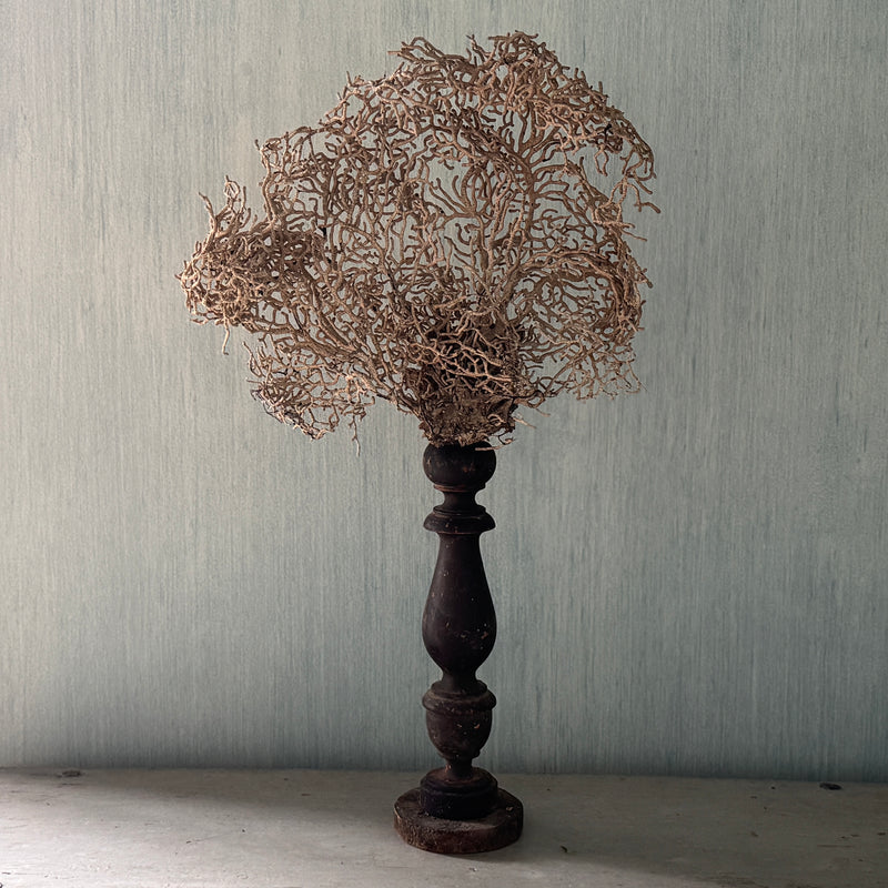 White Gorgonia Mounted on 19th C Candlestick