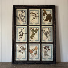 French Pressed Botanical Grouping in Distressed Frame
