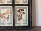 French Pressed Botanical Grouping in Distressed Frame