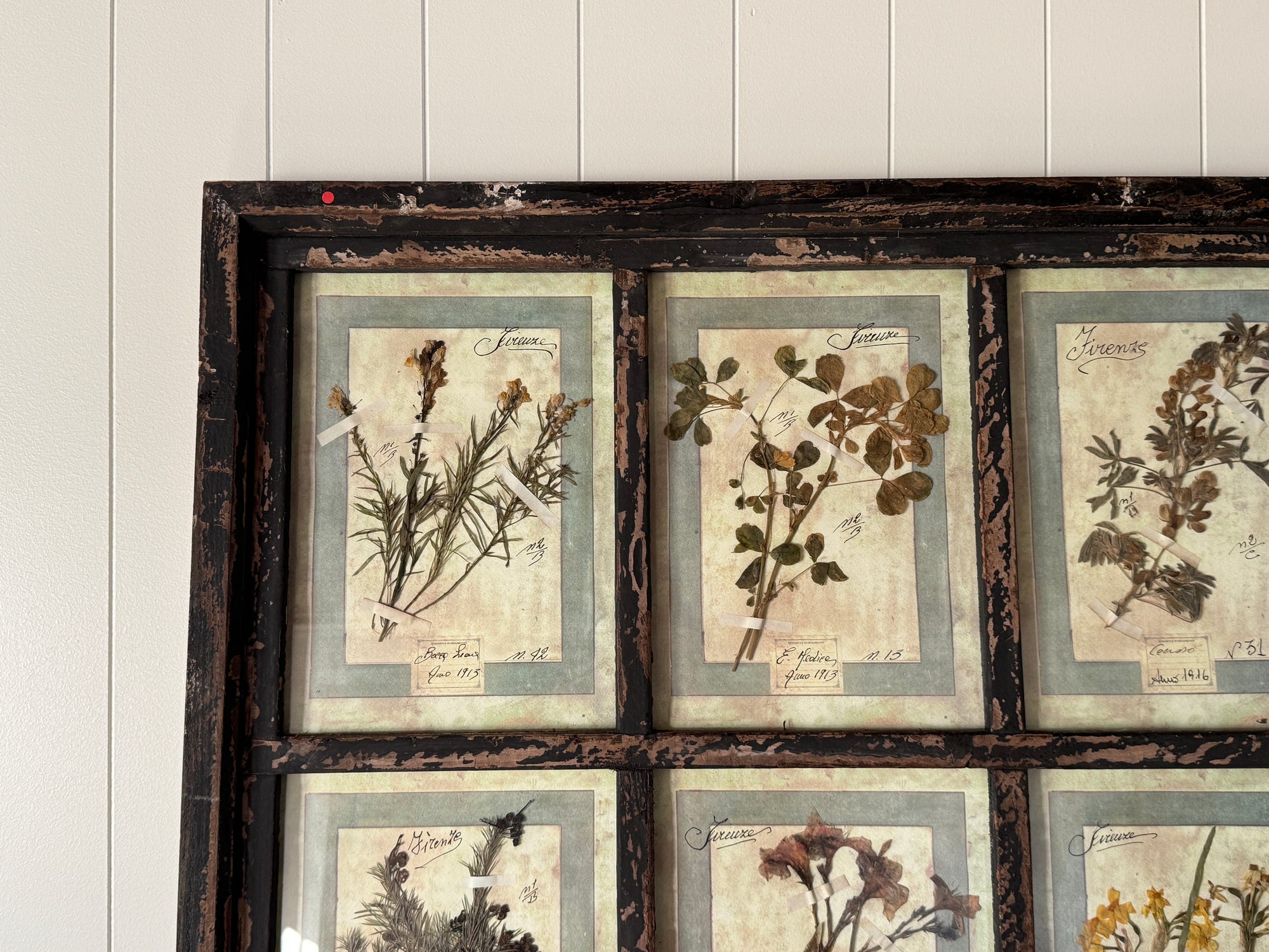French Pressed Botanical Grouping in Distressed Frame
