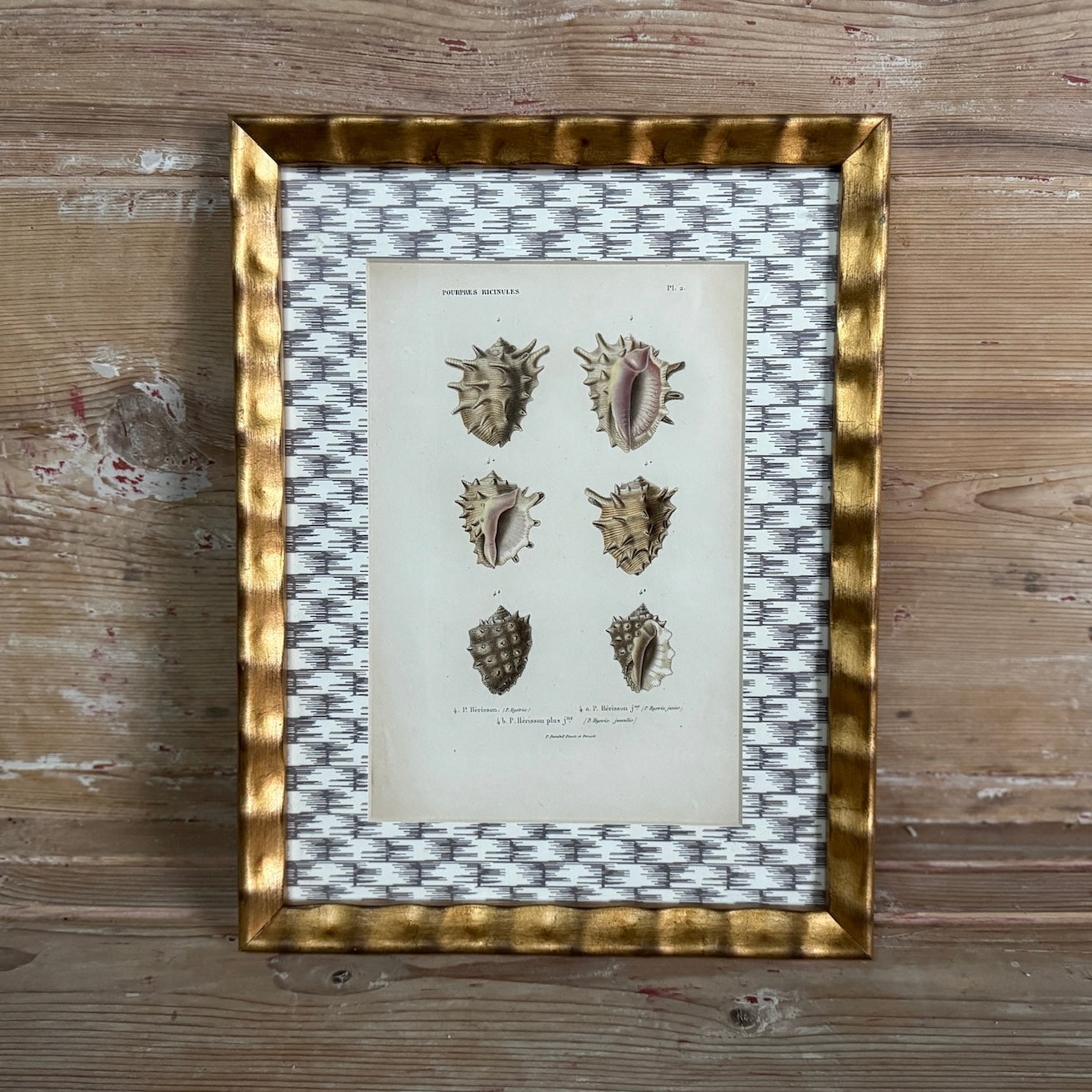 Framed Antique Shell Print with Wicker-Patterned Wallpaper Mat