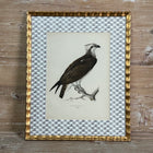 Antique Bird Print Matted on Wicker-Patterned Wallpaper