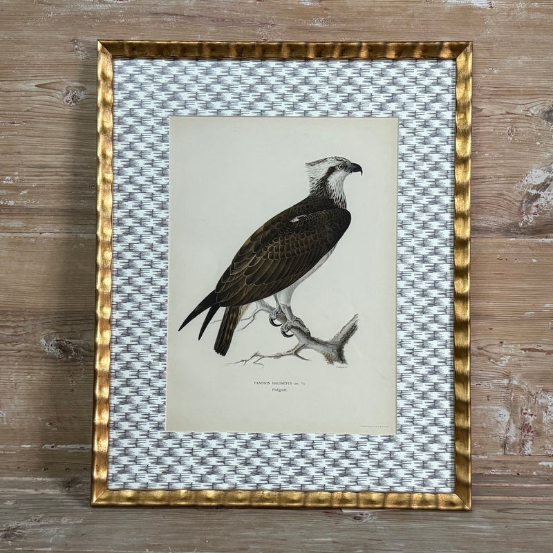 Antique Bird Print Matted on Wicker-Patterned Wallpaper