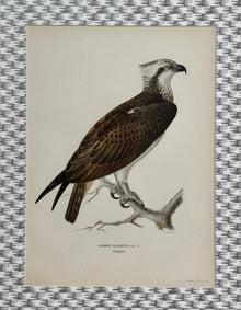 Antique Bird Print Matted on Wicker-Patterned Wallpaper