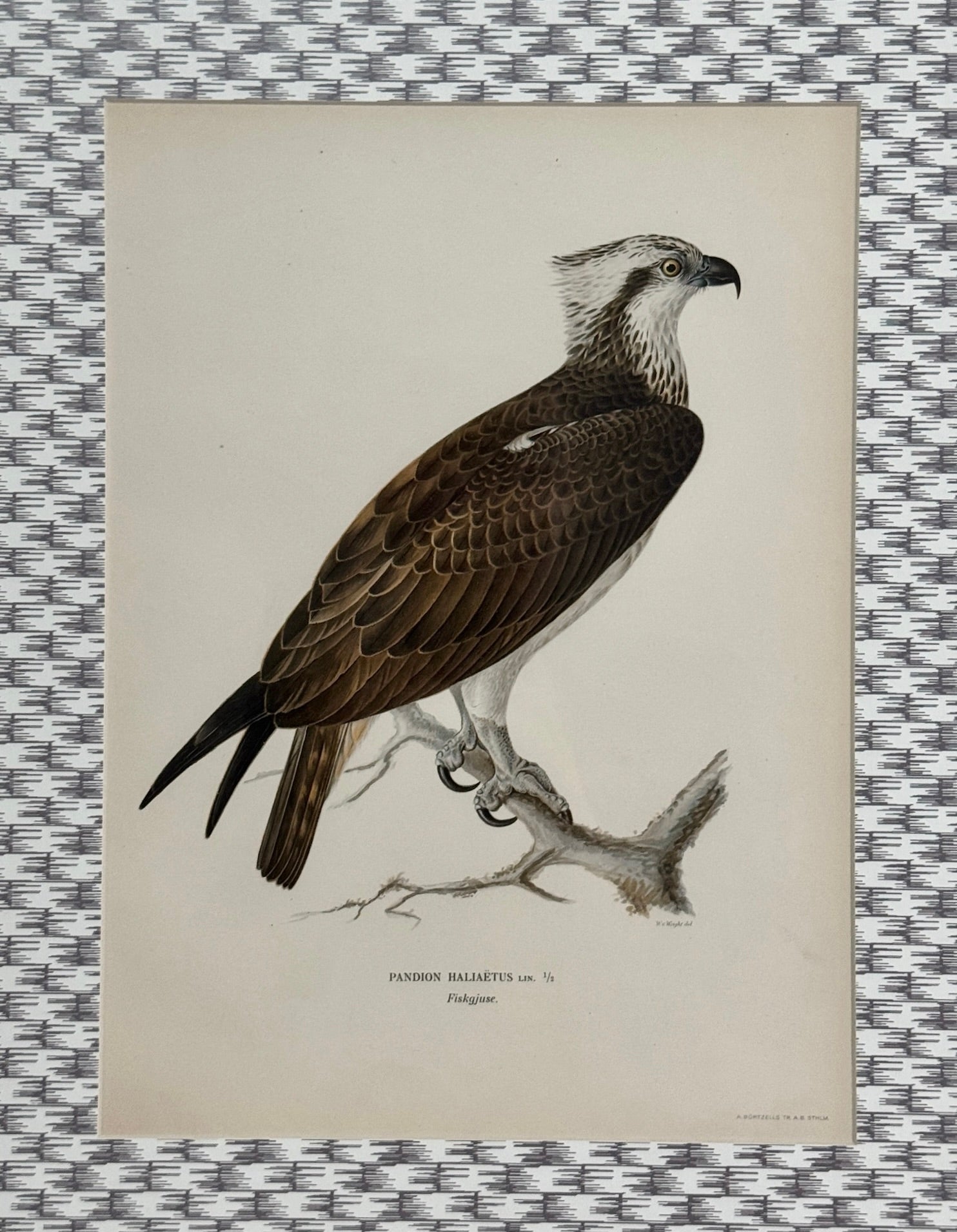 Antique Bird Print Matted on Wicker-Patterned Wallpaper