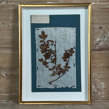 Set of 4 Striking 19th C Prussian Blue Pressed French Botanical Specimens