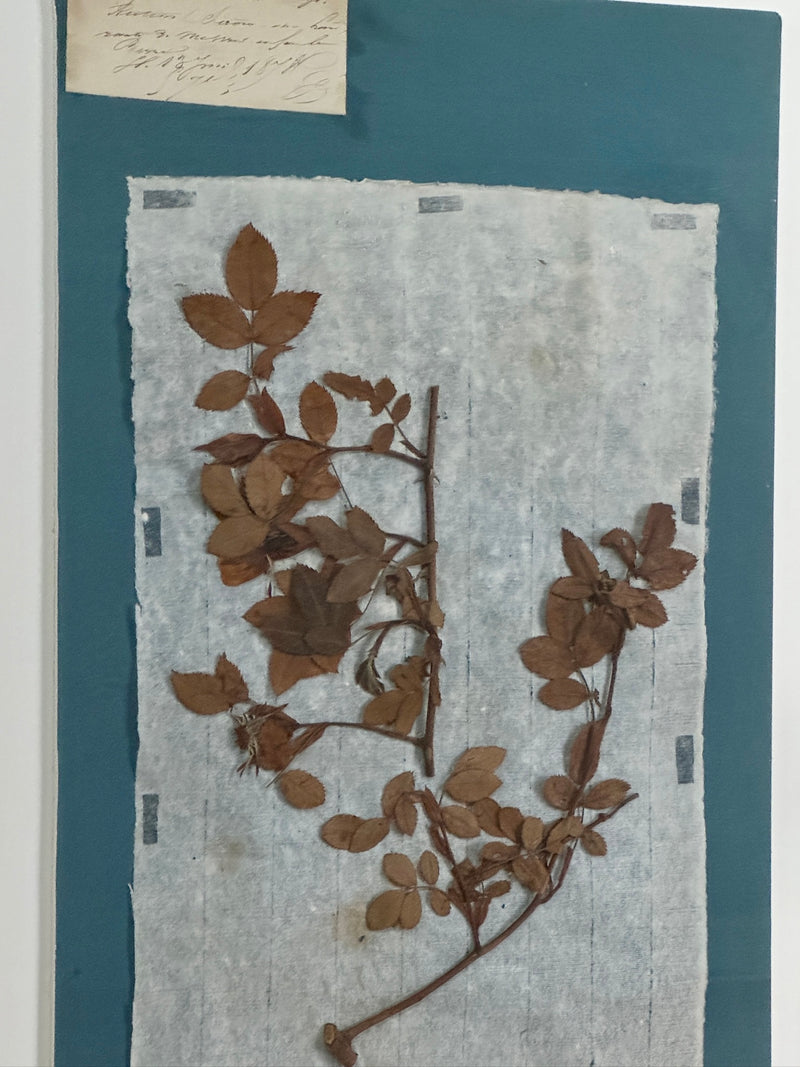 Set of 4 Striking 19th C Prussian Blue Pressed French Botanical Specimens