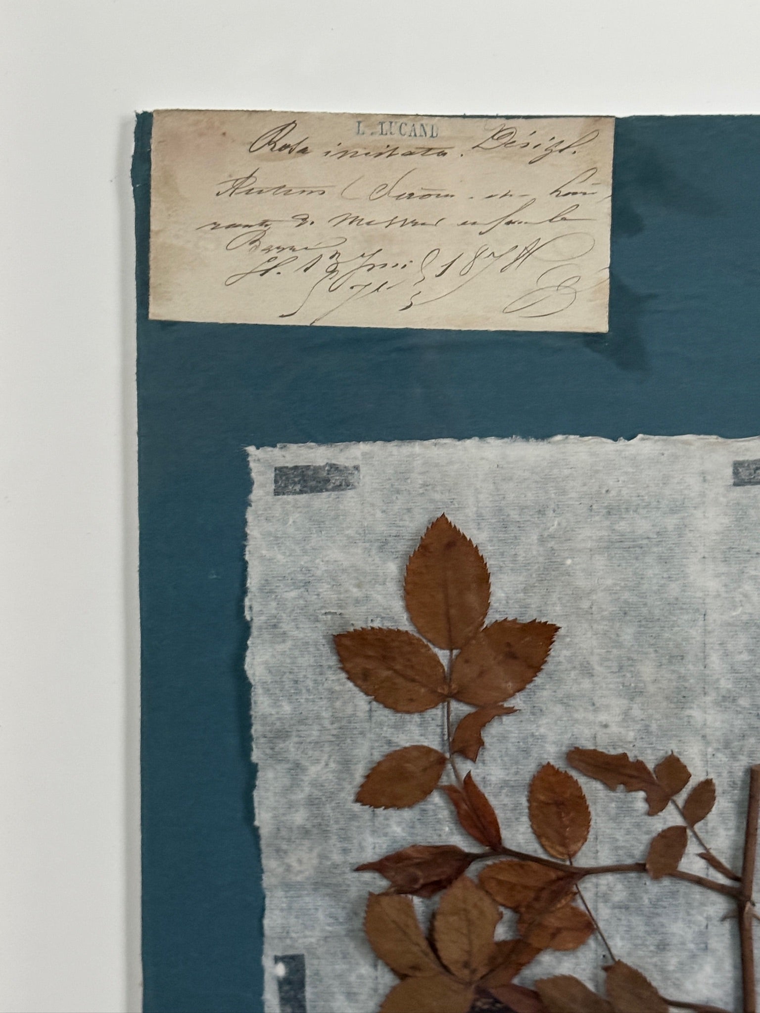 Set of 4 Striking 19th C Prussian Blue Pressed French Botanical Specimens