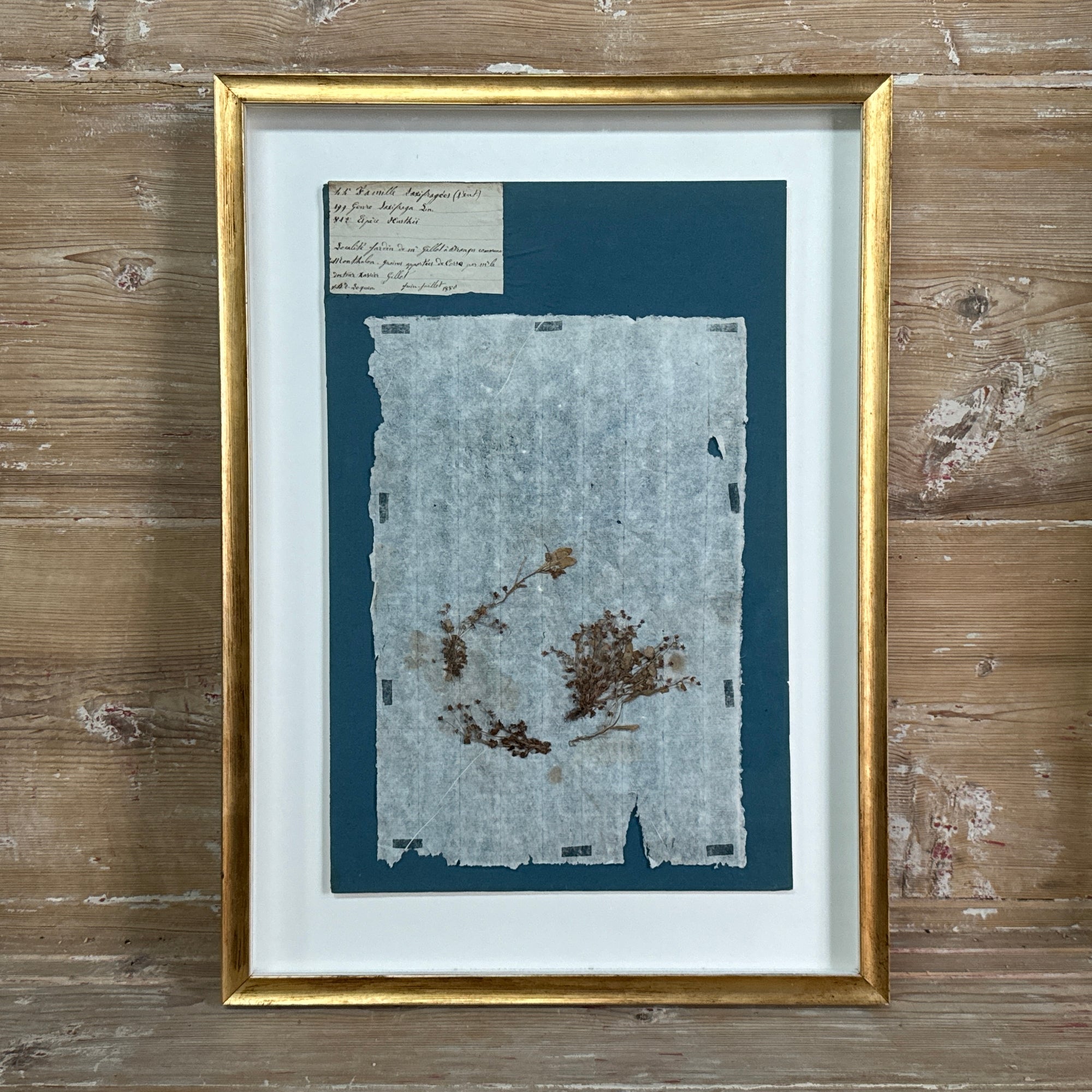 Set of 4 Striking 19th C Prussian Blue Pressed French Botanical Specimens