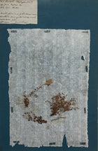 Set of 4 Striking 19th C Prussian Blue Pressed French Botanical Specimens