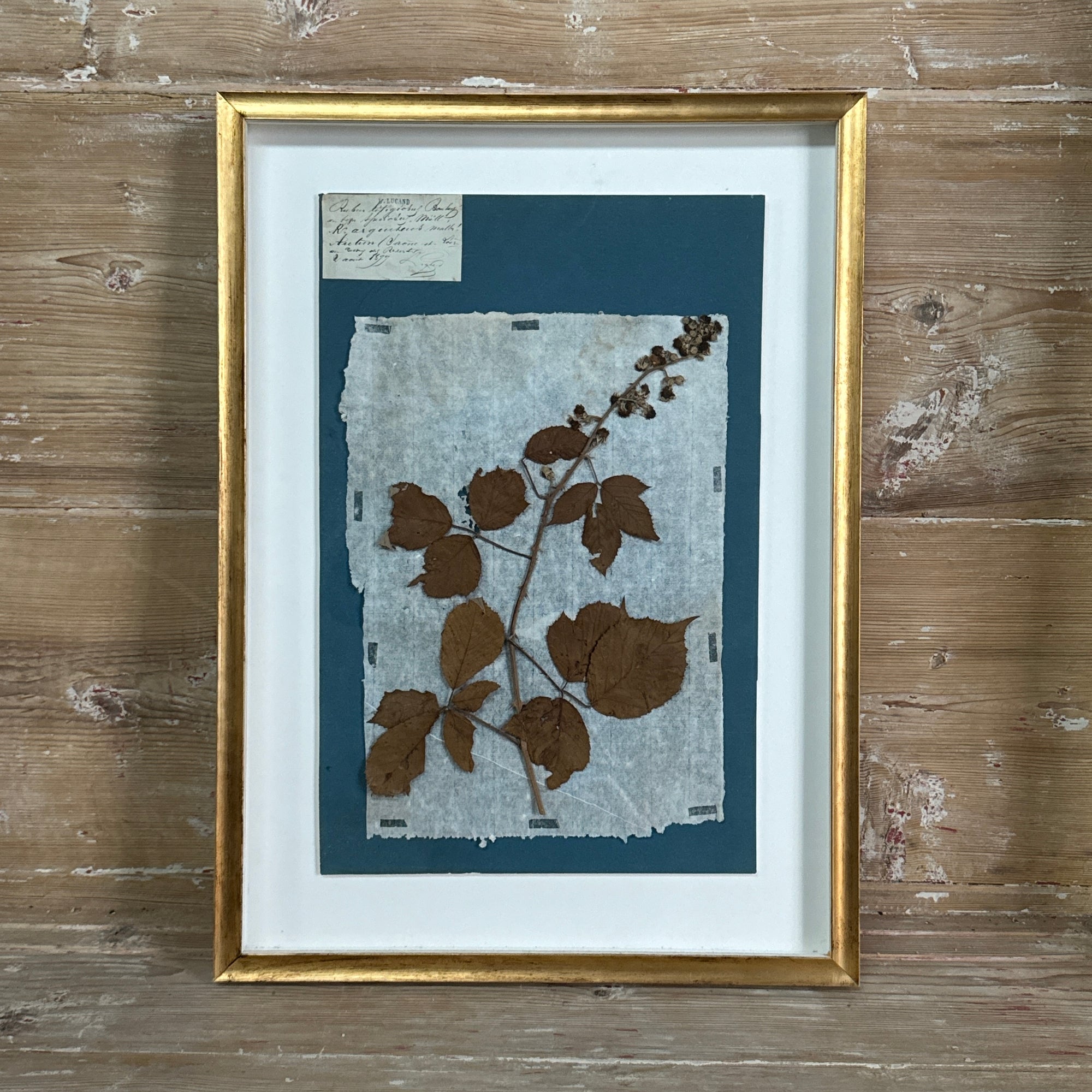 Set of 4 Striking 19th C Prussian Blue Pressed French Botanical Specimens