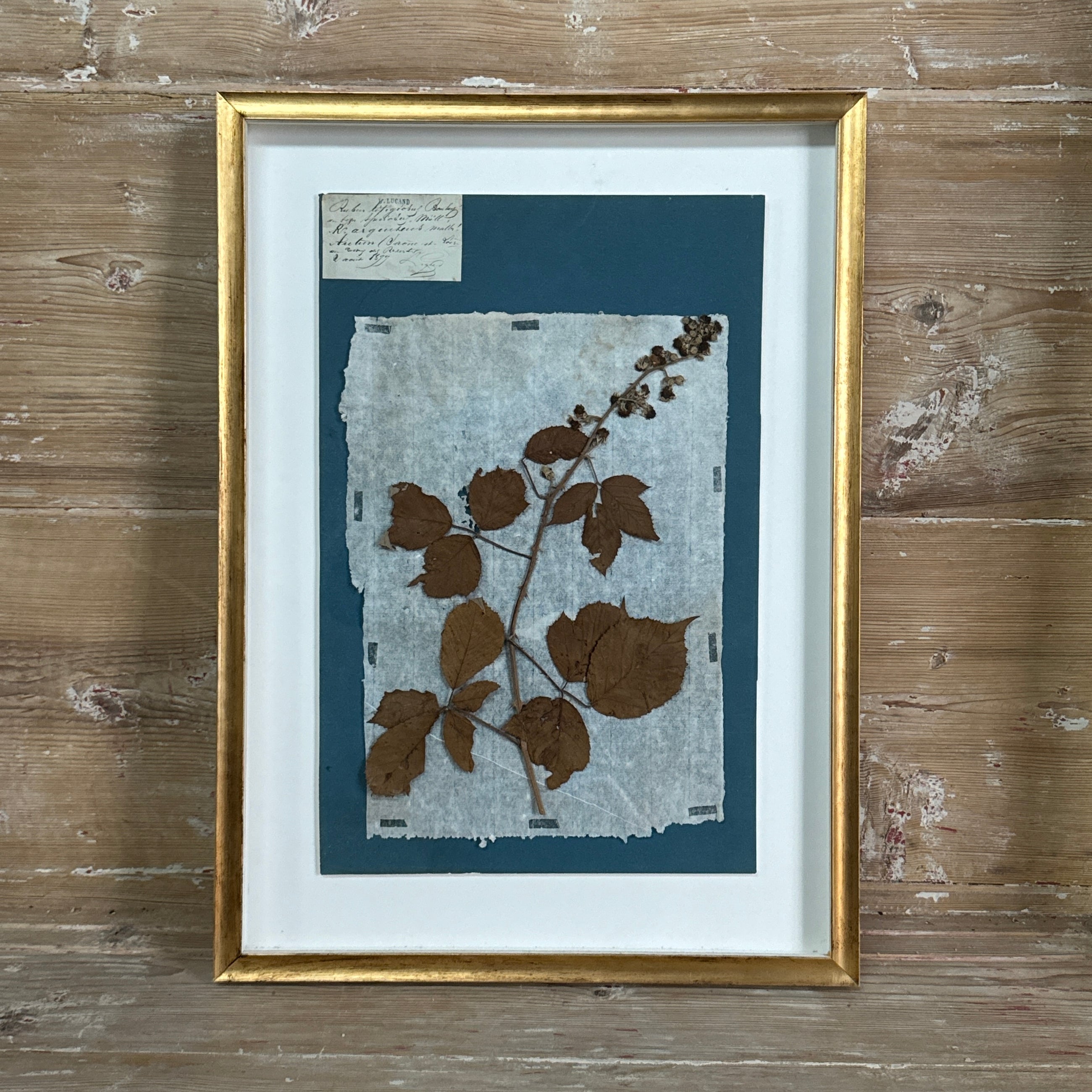 Set of 4 Striking 19th C Prussian Blue Pressed French Botanical Specimens