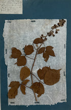 Set of 4 Striking 19th C Prussian Blue Pressed French Botanical Specimens