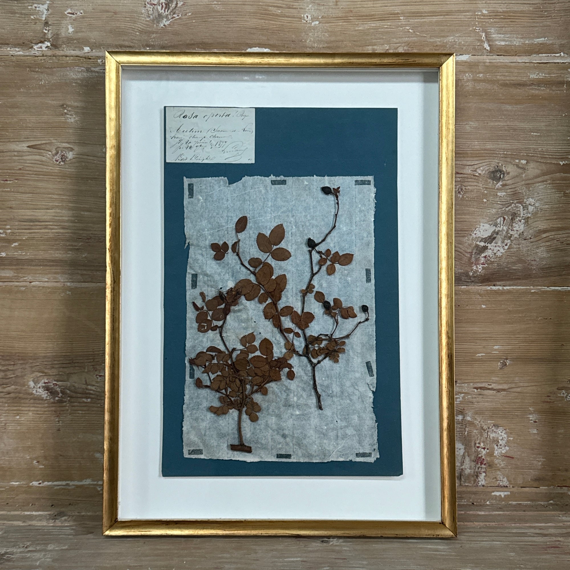 Set of 4 Striking 19th C Prussian Blue Pressed French Botanical Specimens