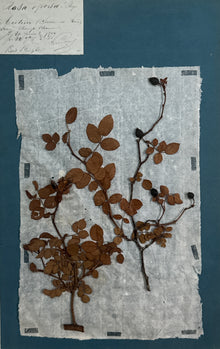 Set of 4 Striking 19th C Prussian Blue Pressed French Botanical Specimens