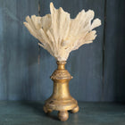 Coral Mounted on Antique Fragment