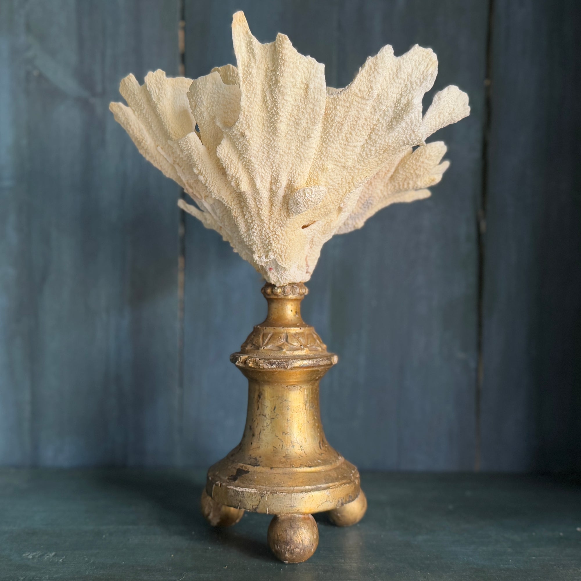 Coral Mounted on Antique Fragment