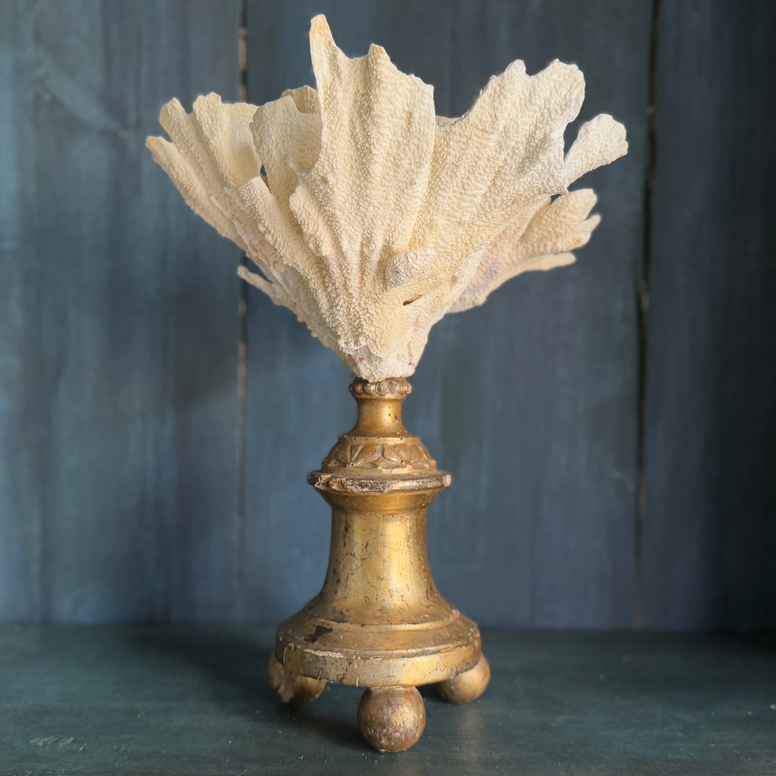 Coral Mounted on Antique Fragment