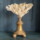 Coral Mounted on Antique Fragment