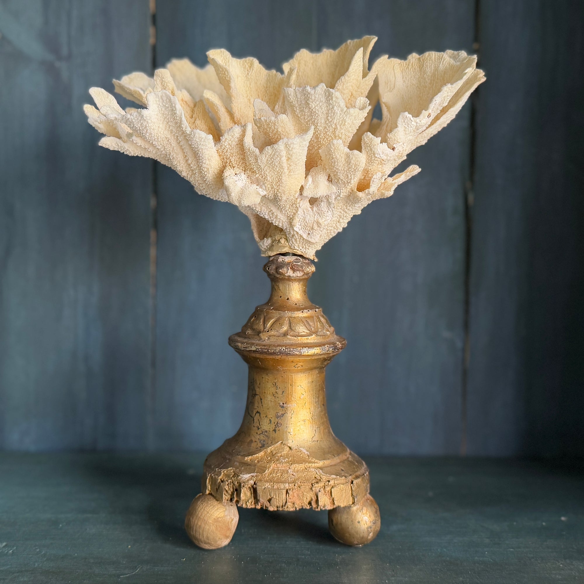 Coral Mounted on Antique Fragment