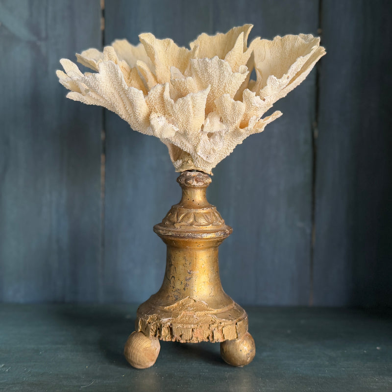 Coral Mounted on Antique Fragment