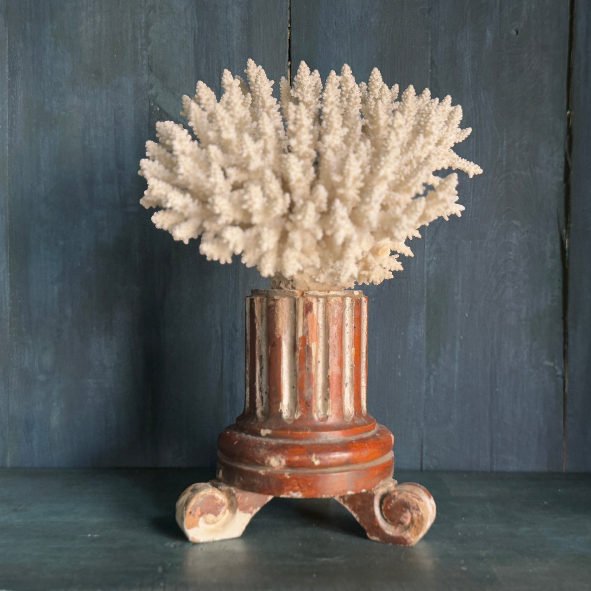 Coral Mounted on Antique Fragment