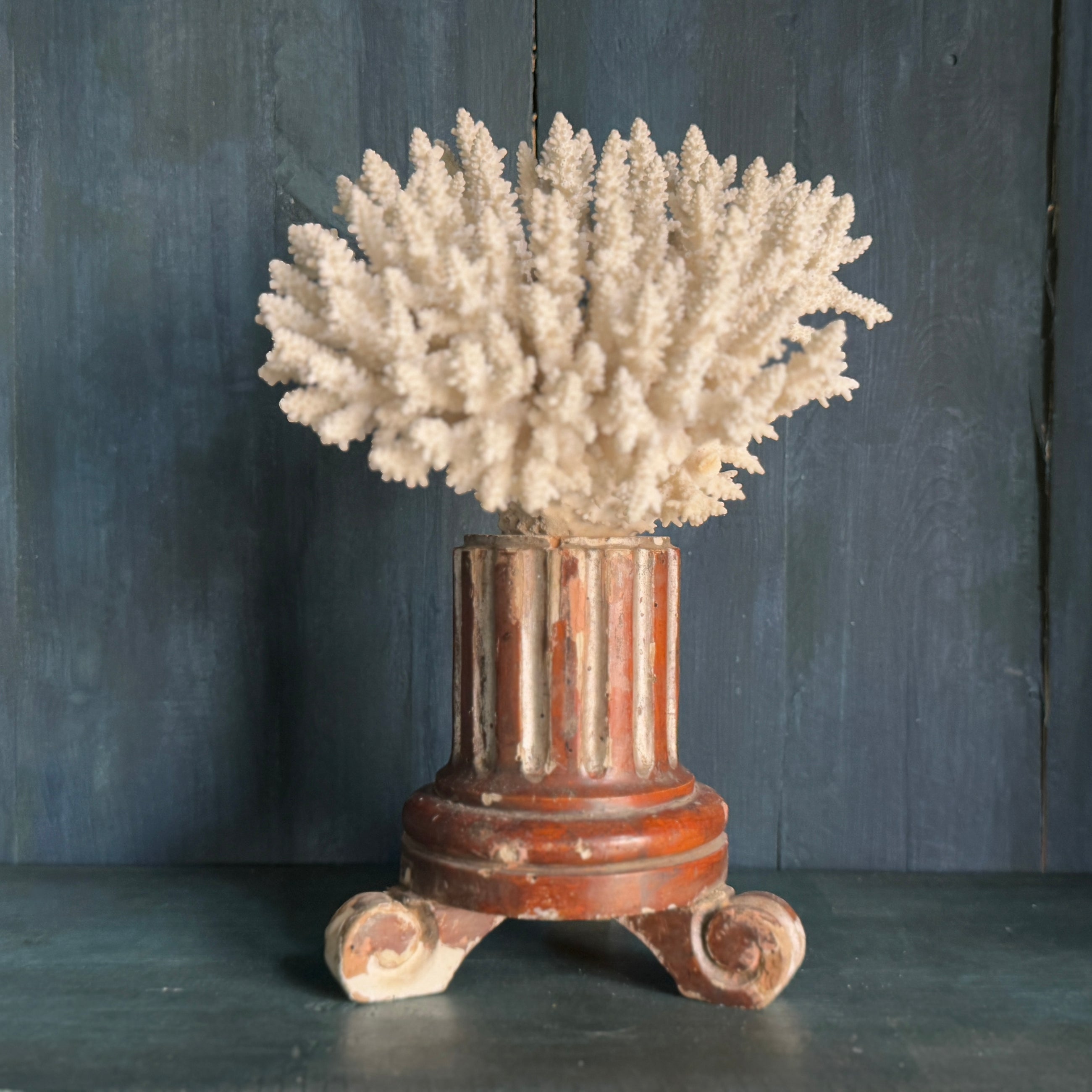 Coral Mounted on Antique Fragment