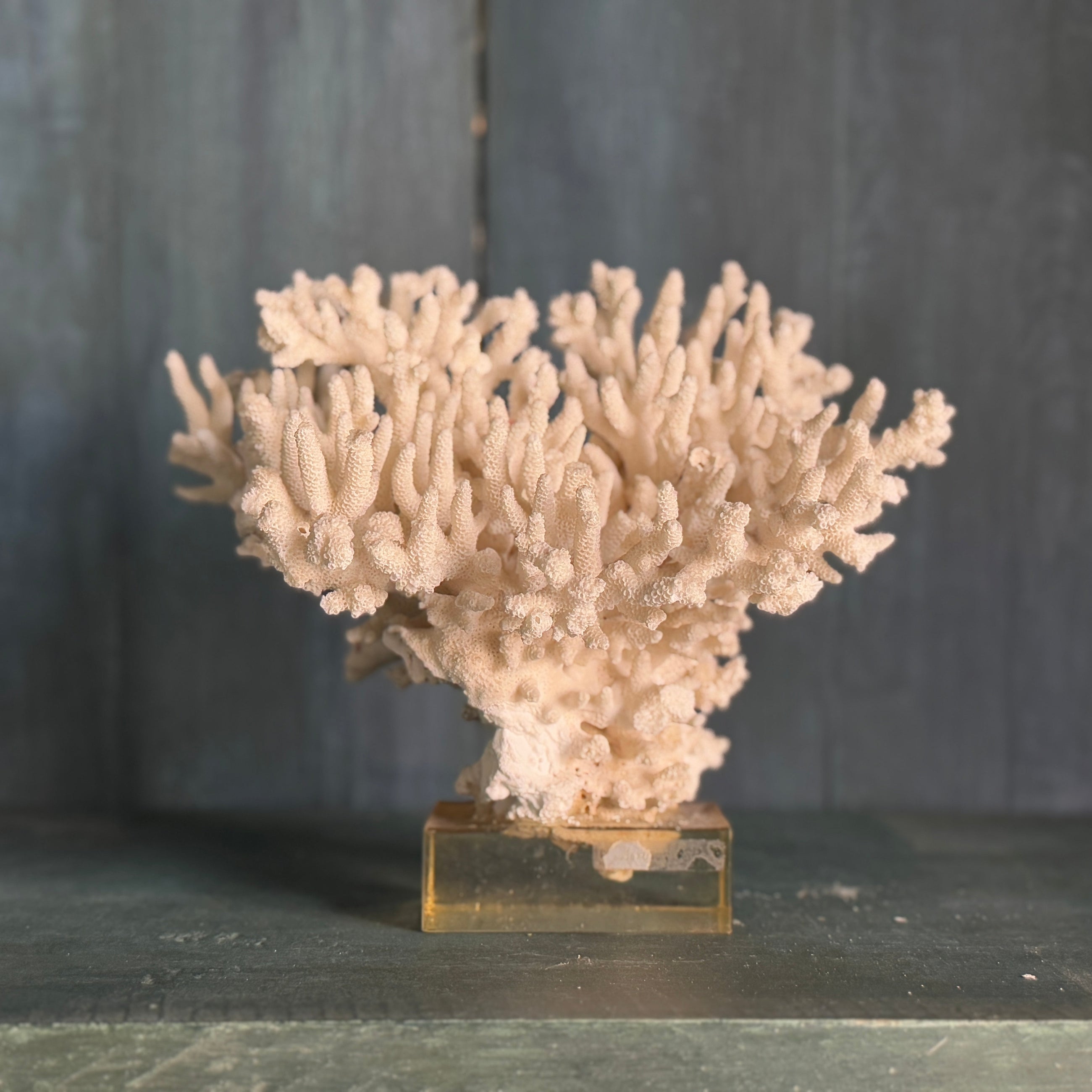 Coral Mounted on Plexiglass