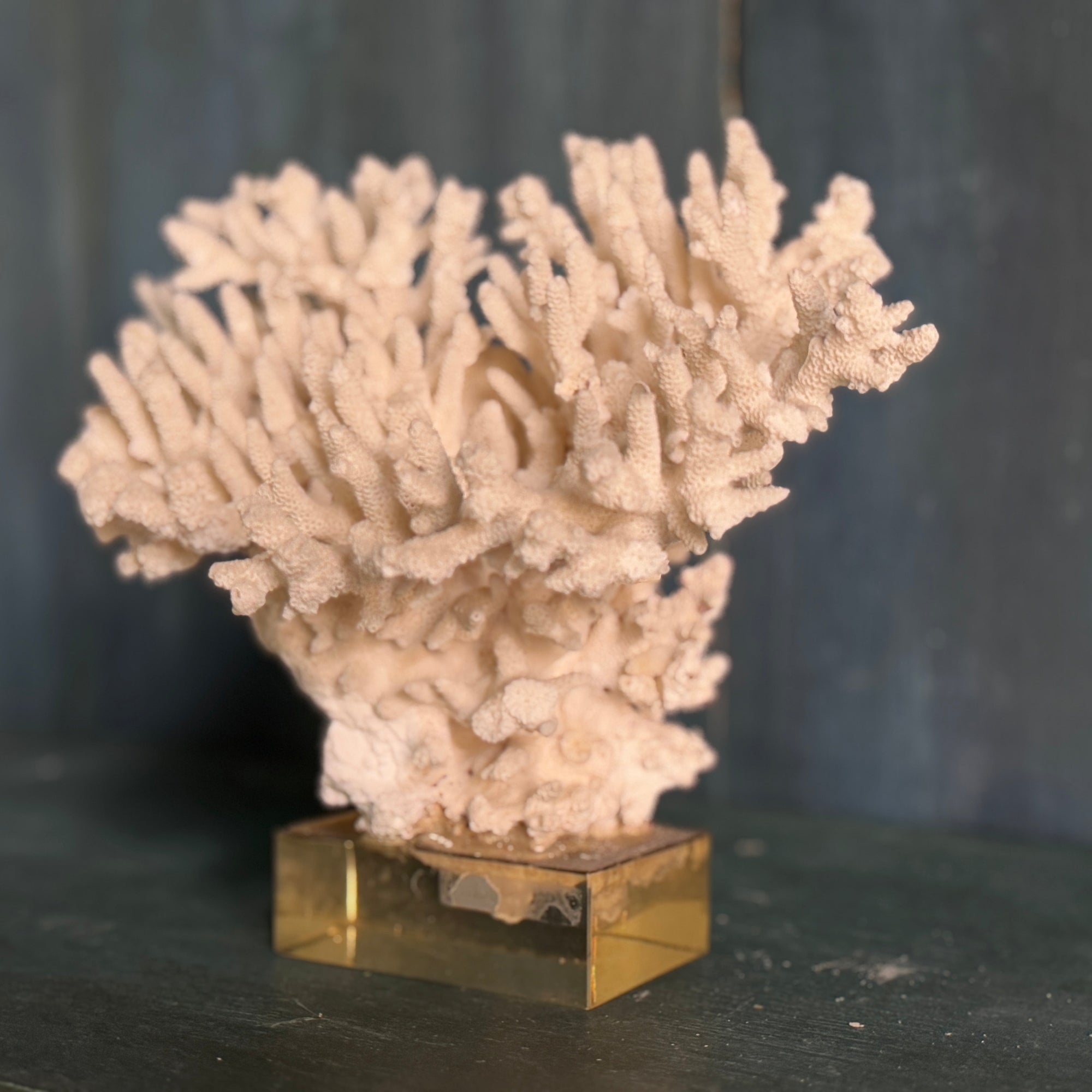 Coral Mounted on Plexiglass