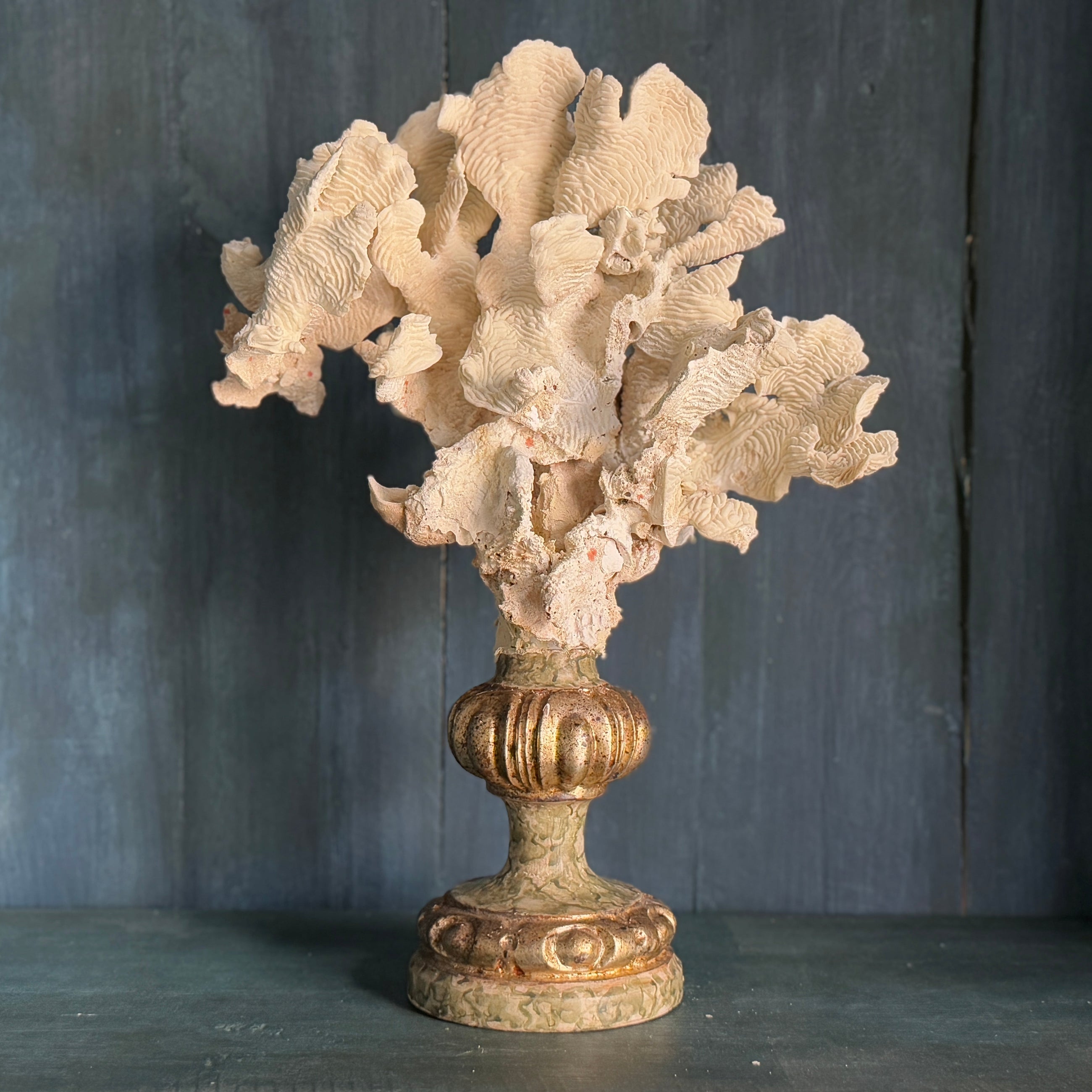 Coral Mounted on Antique Fragment