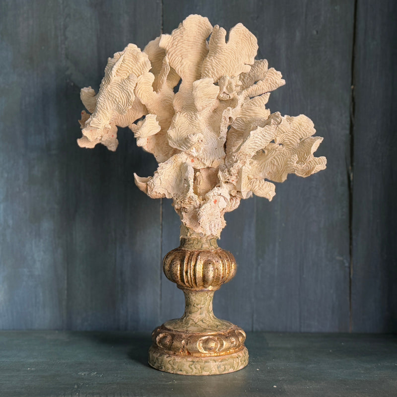 Coral Mounted on Antique Fragment