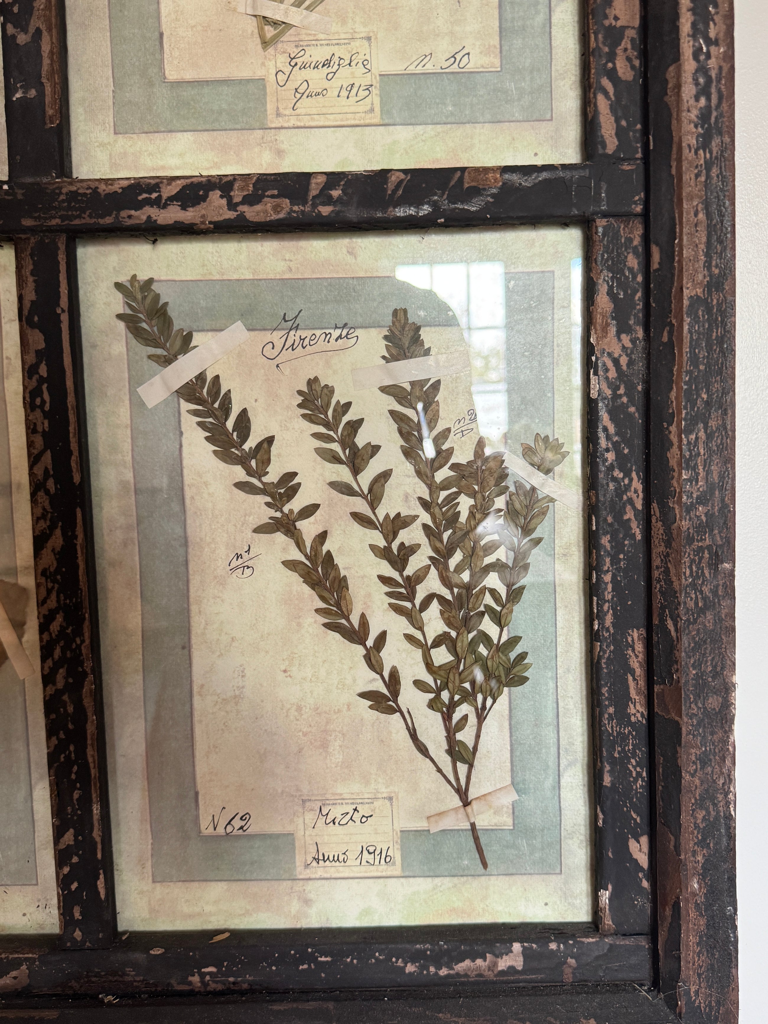 French Pressed Botanical Grouping in Distressed Frame