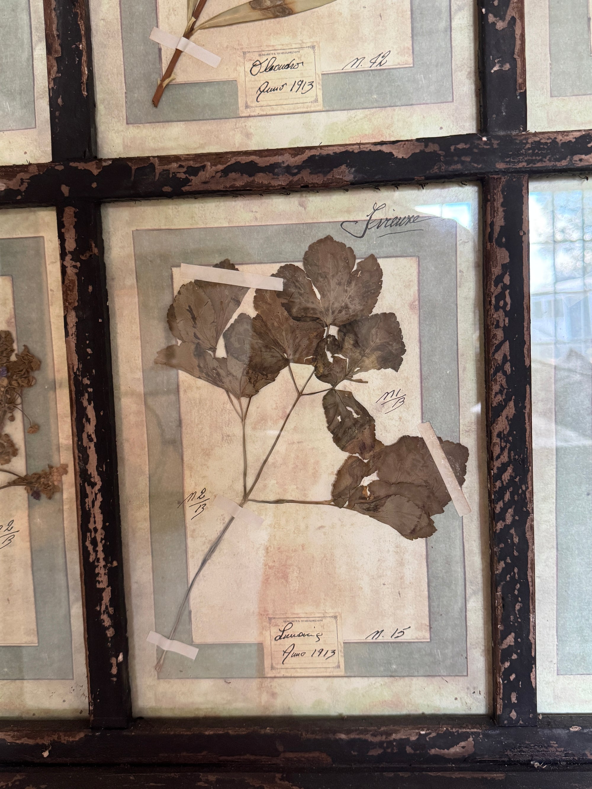 French Pressed Botanical Grouping in Distressed Frame