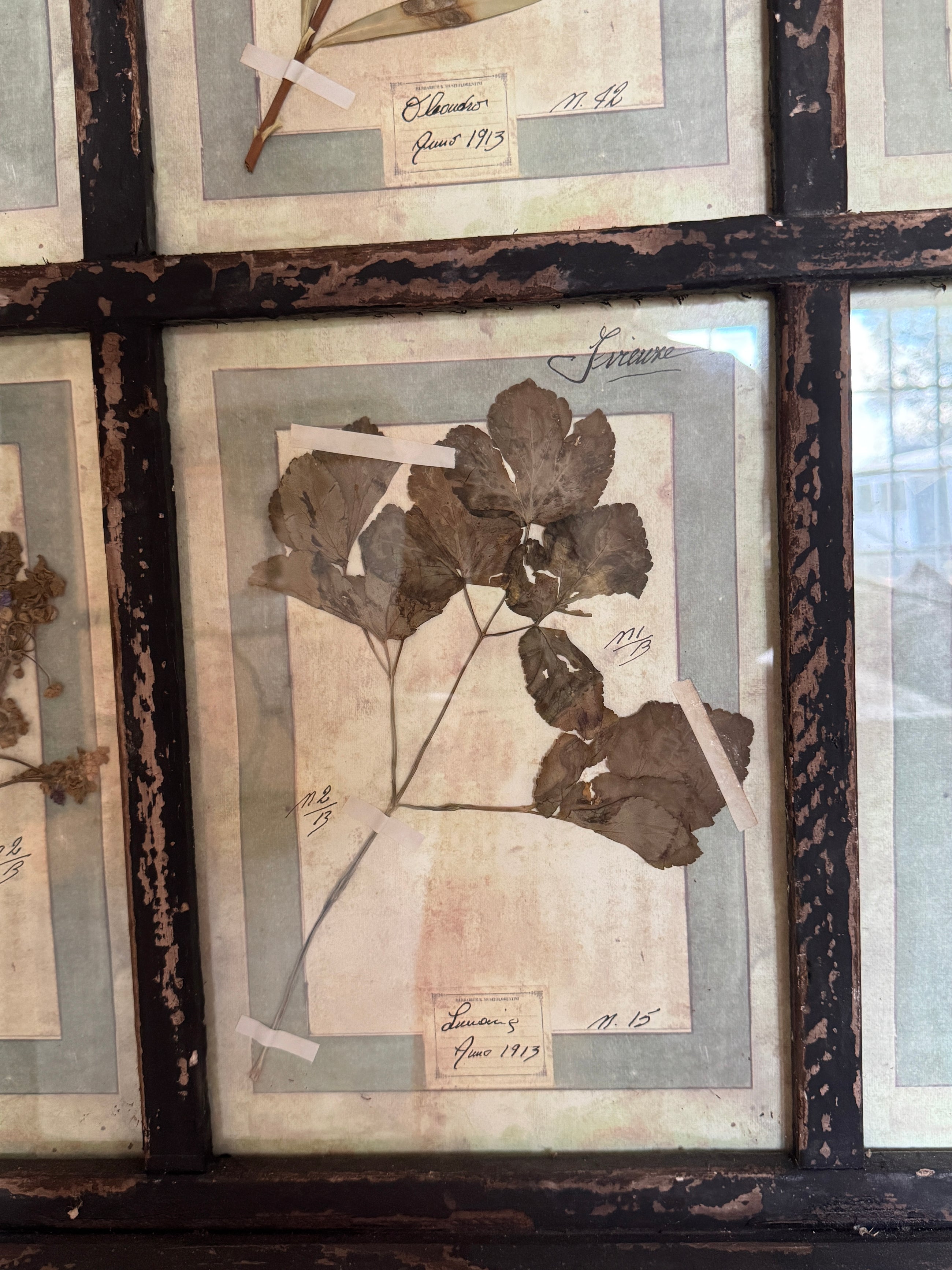 French Pressed Botanical Grouping in Distressed Frame