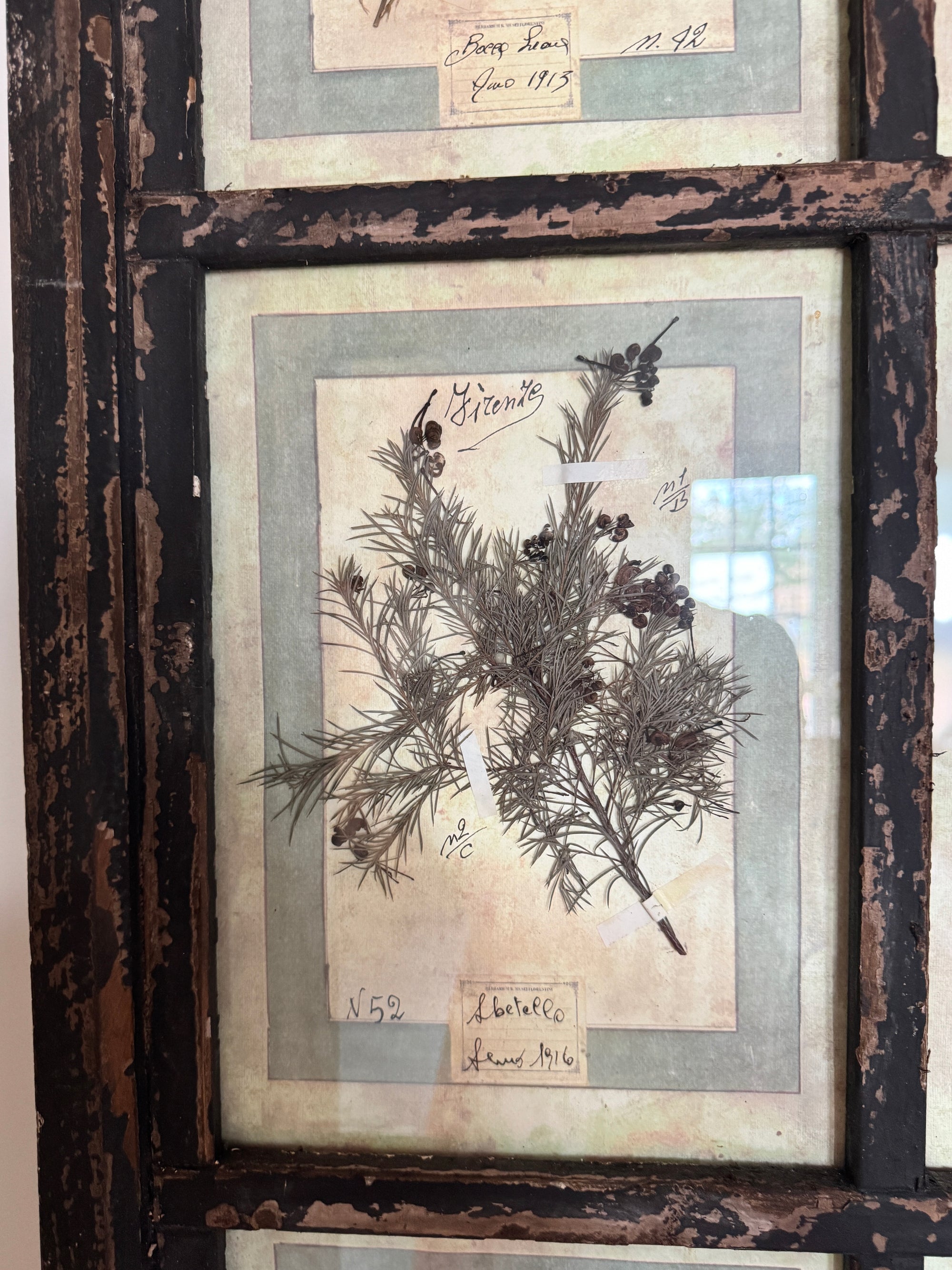 French Pressed Botanical Grouping in Distressed Frame