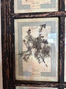 French Pressed Botanical Grouping in Distressed Frame